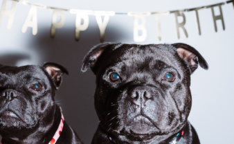 Why do we online have dog years