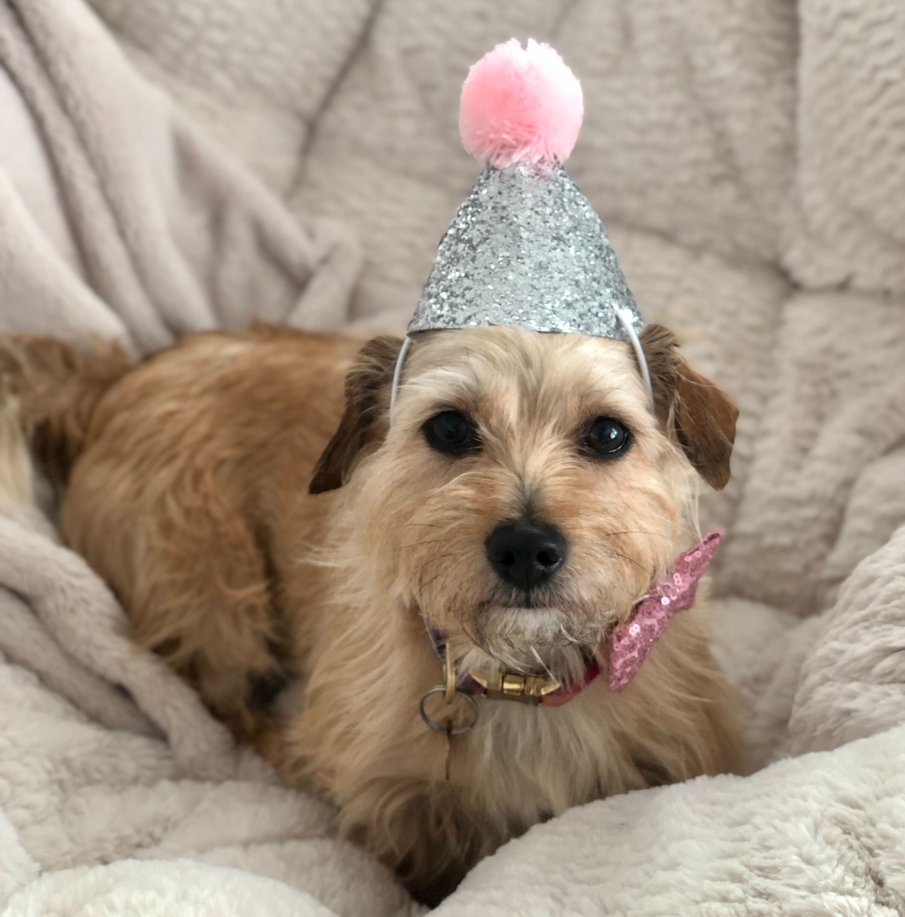 The Truth About Dog Age in Human Years: Understanding Canine Ageing and Care