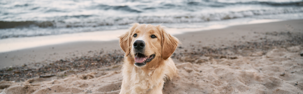 san diego pet insurance