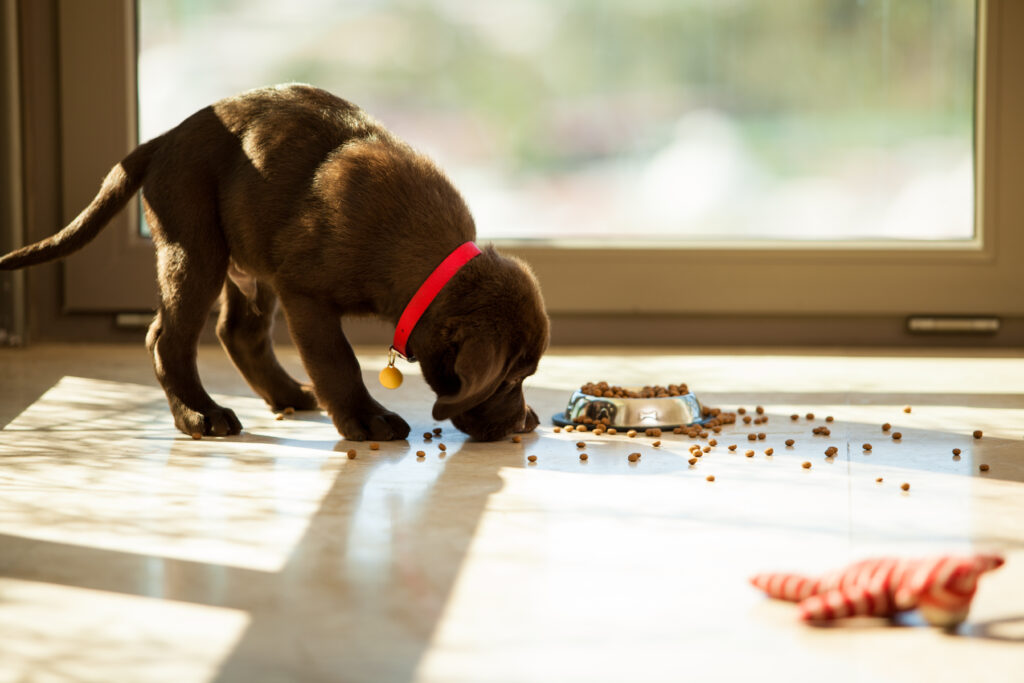 How to Create a Dog Feeding Schedule