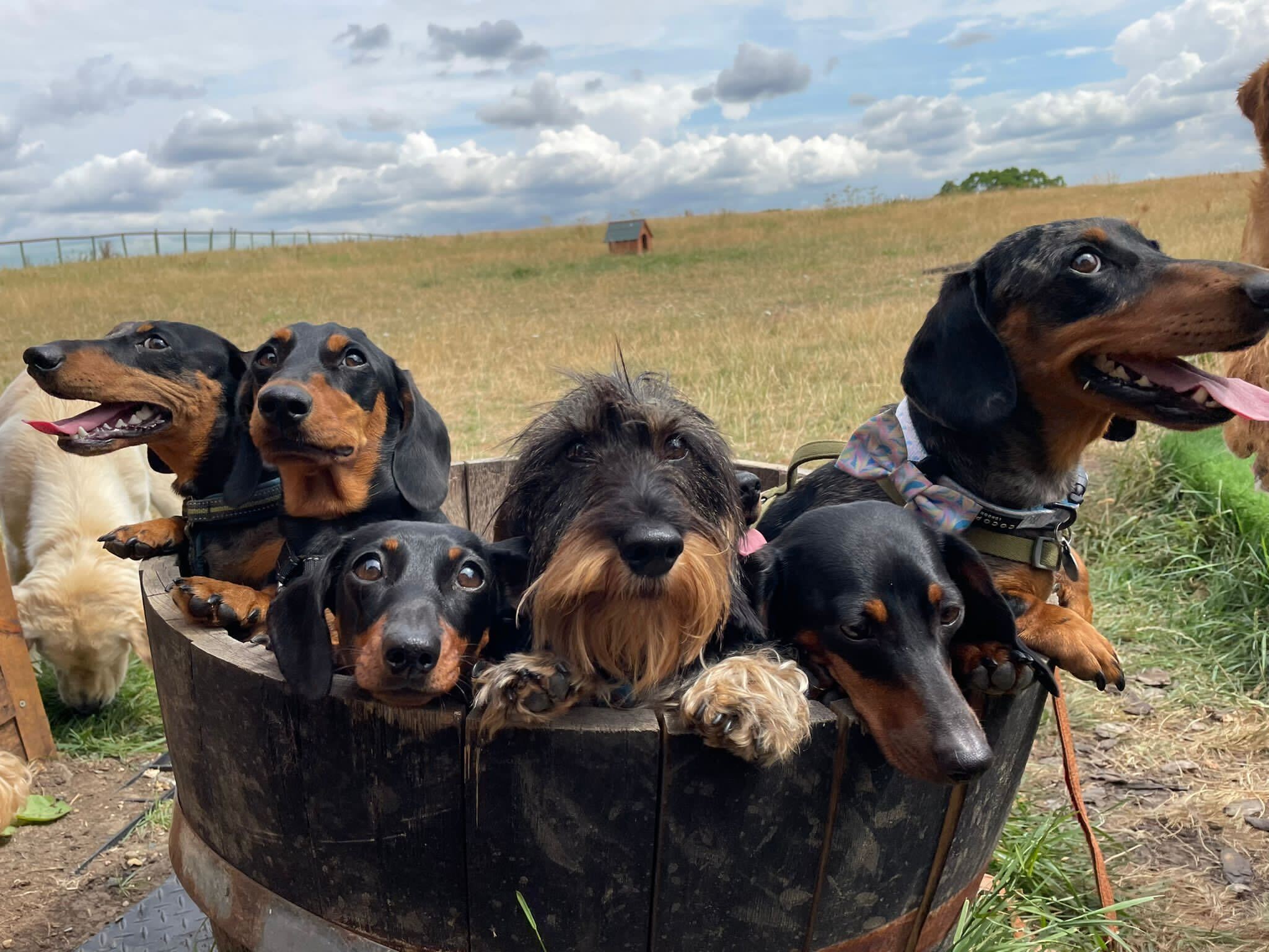 dog boarding kennel