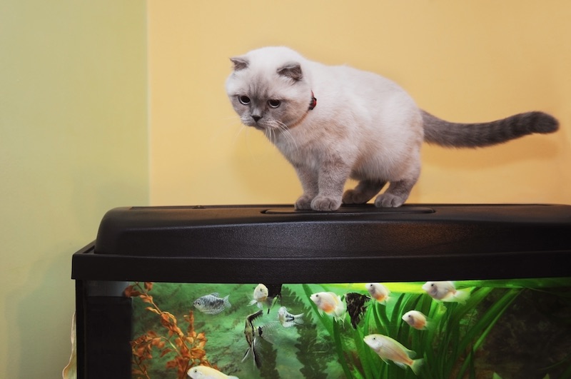 How to Cat-Proof Your Fish Tank • Lemonade Insurance