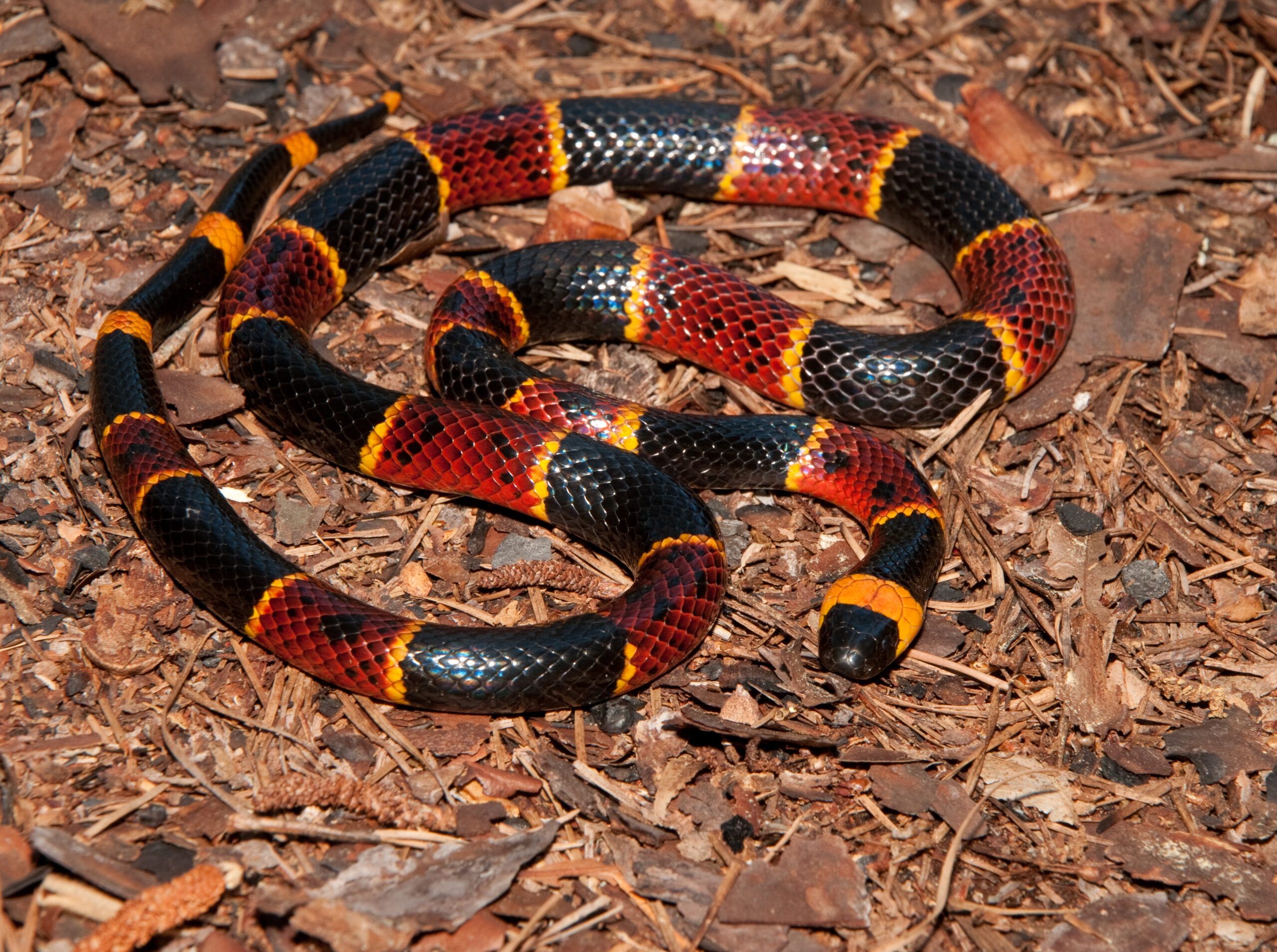 venomous and non-venomous snakes - the coral snake