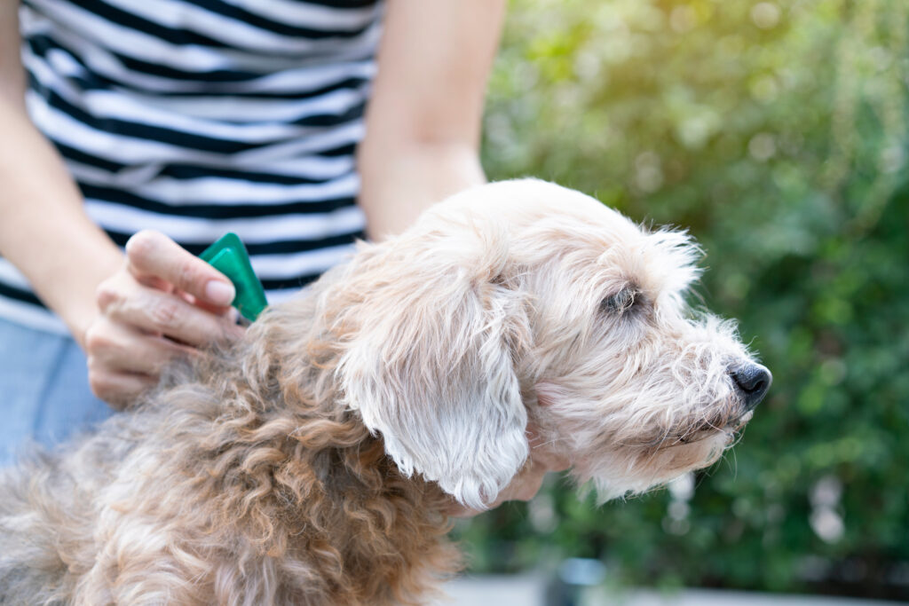 preventing tick bites in dogs