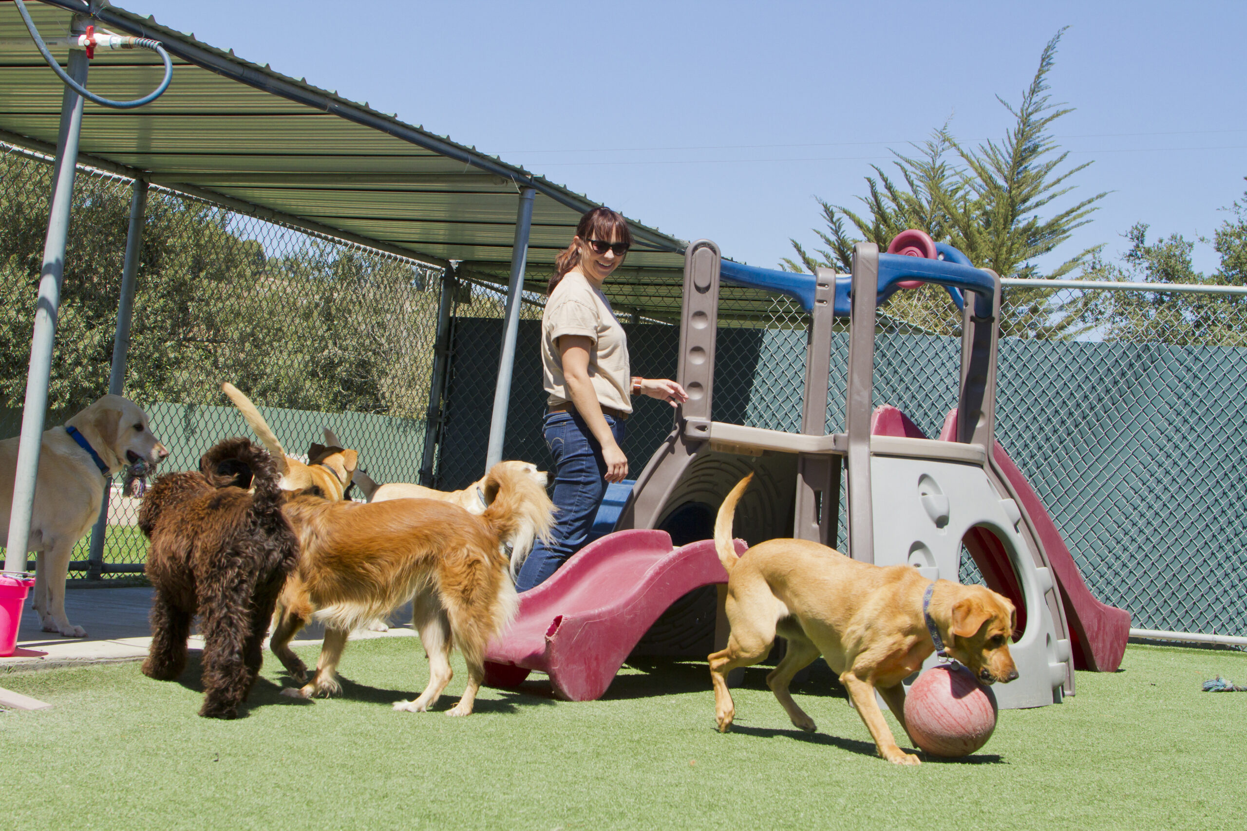 dog boarding kennel