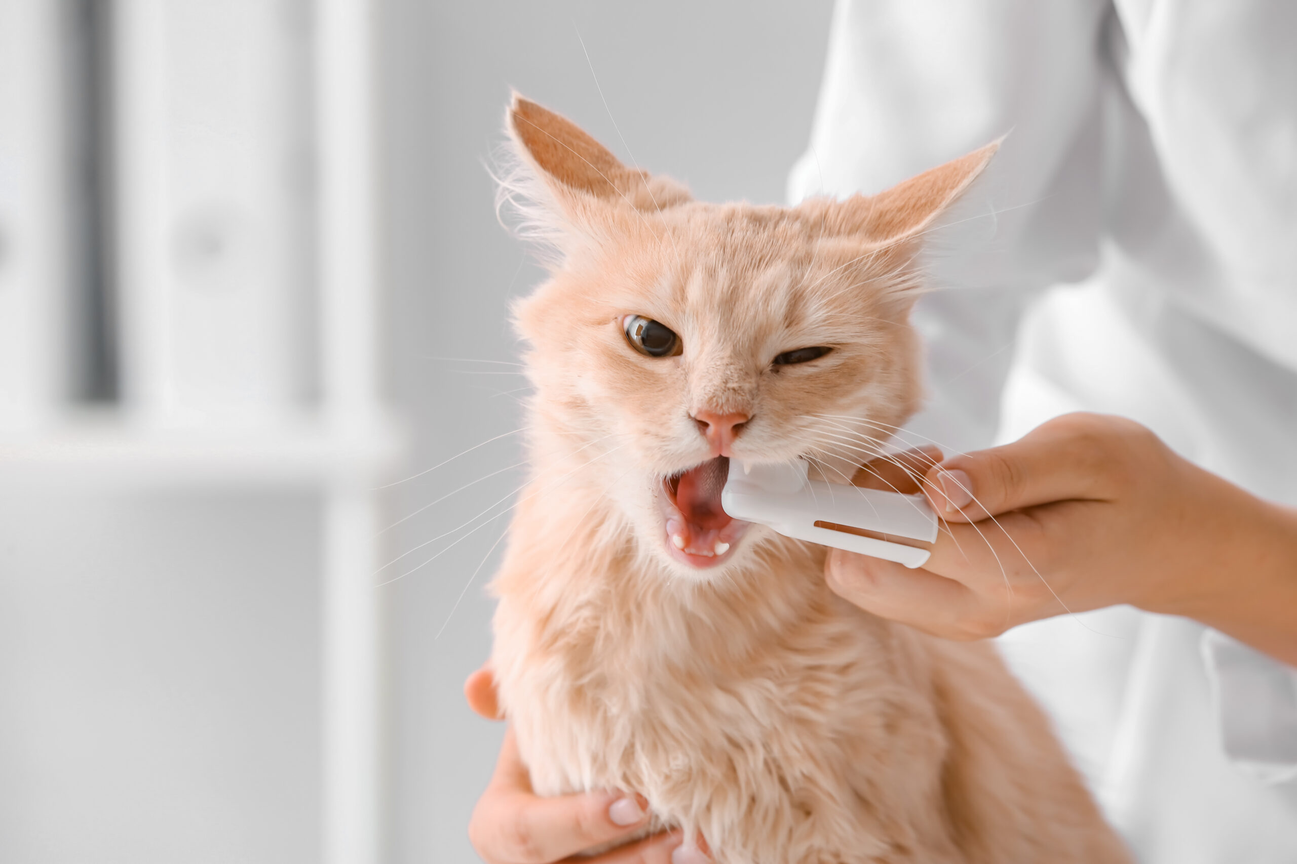 cleaning your cat's teeth