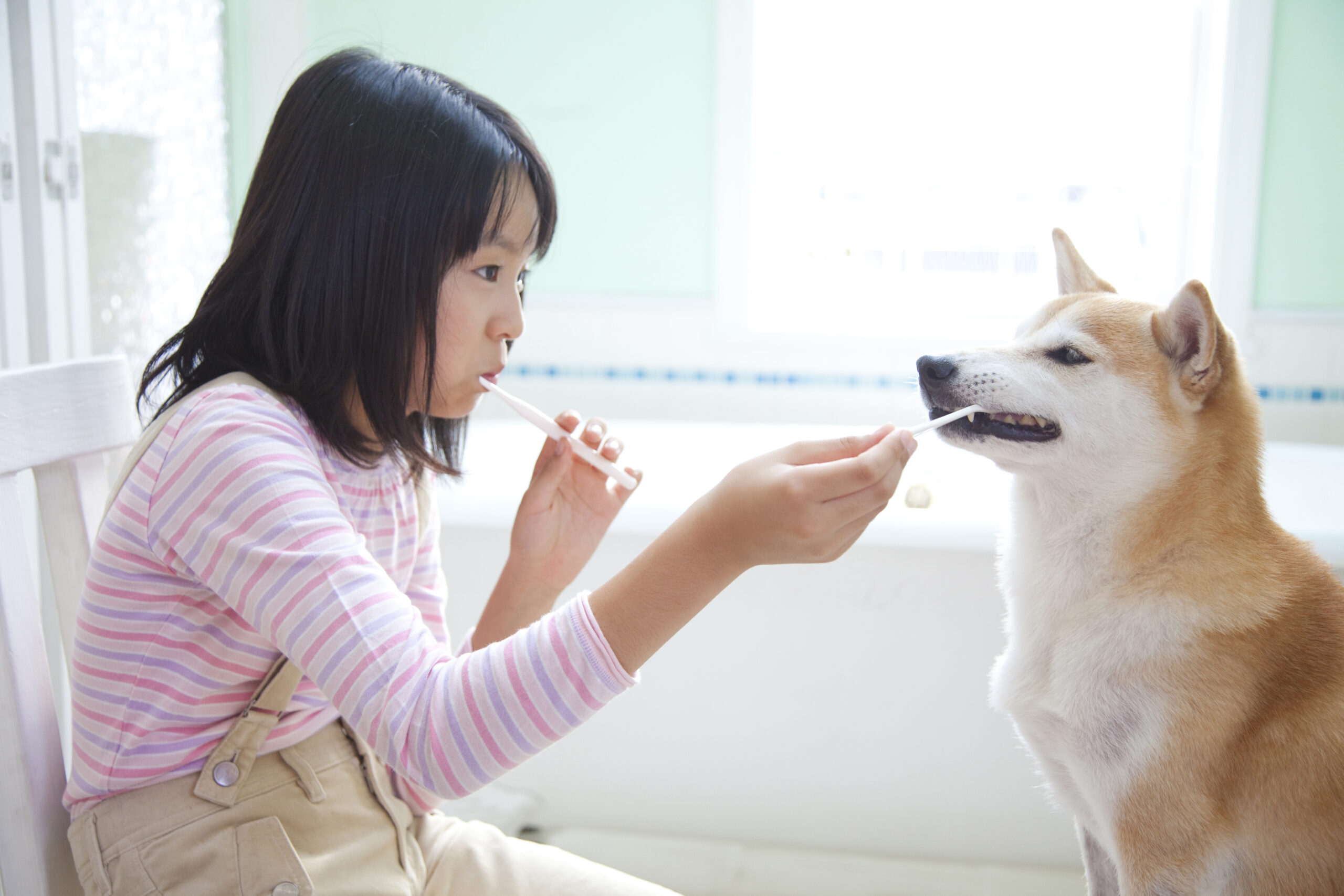 dog teeth cleaning