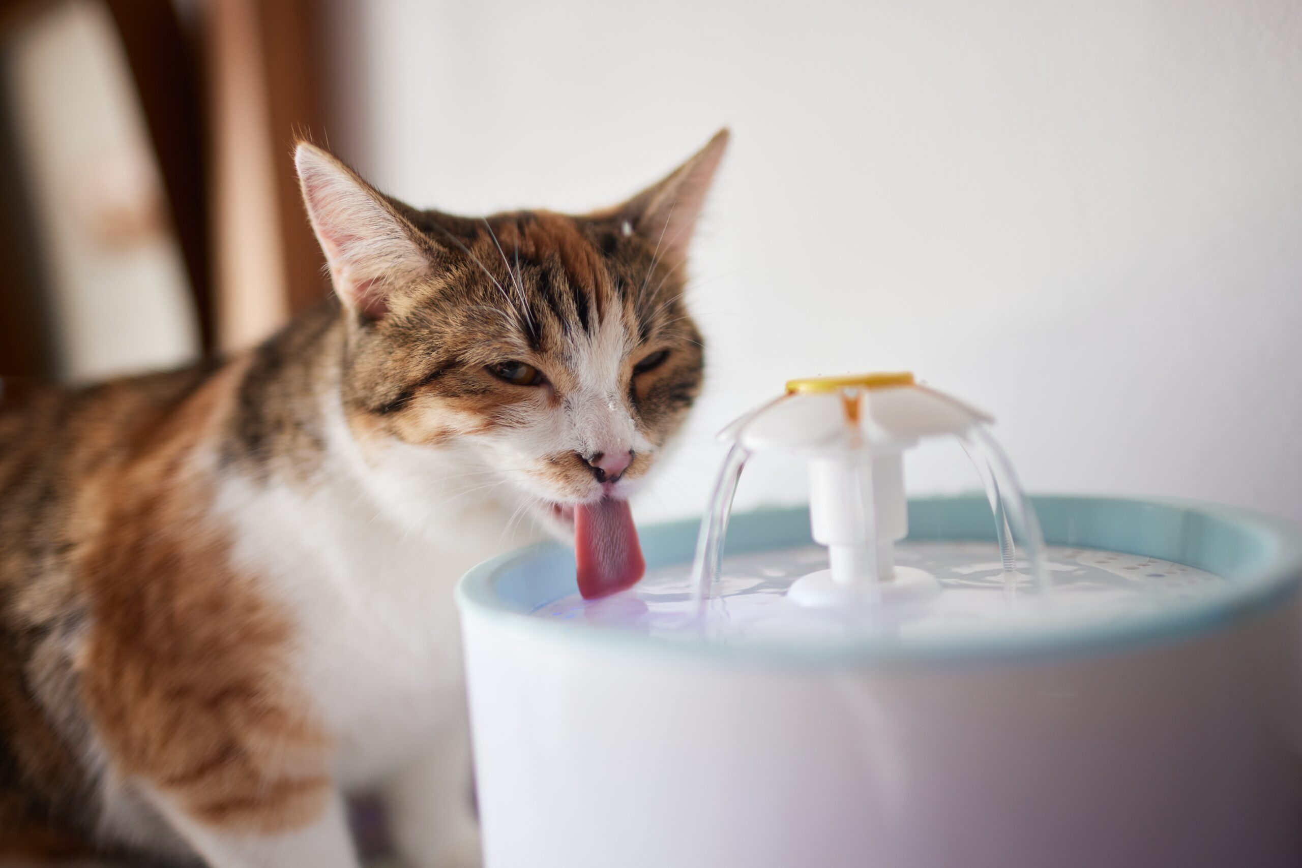 cat proof fish tank - replace your cat's water bowl. 