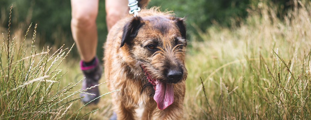 how to remove a tick from a dog