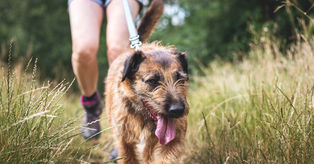 can-a-tick-bite-cause-a-dog-to-limp