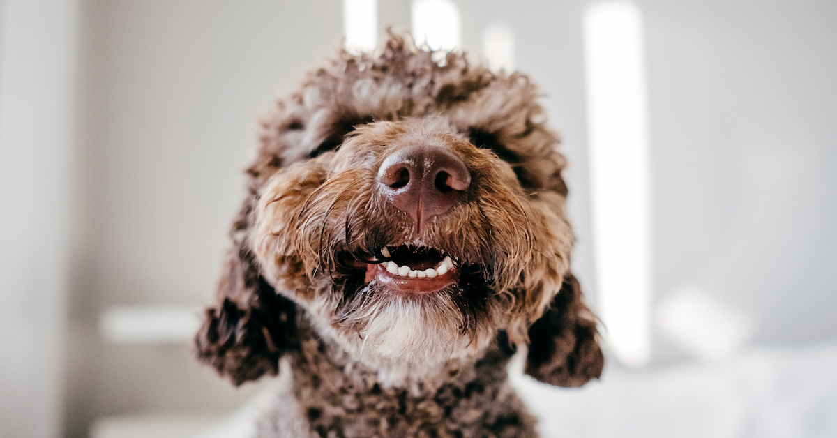 Dog Tooth Extractions Costs, Care, & More • Lemonade Insurance