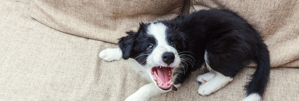 puppy barking