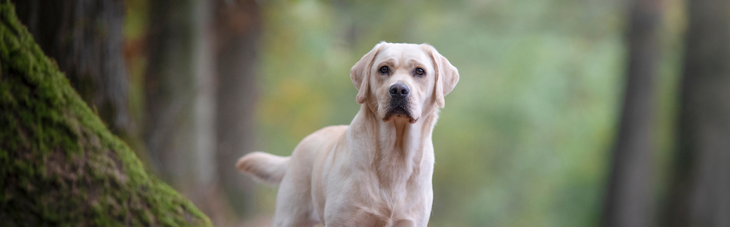 labrador retriever cost