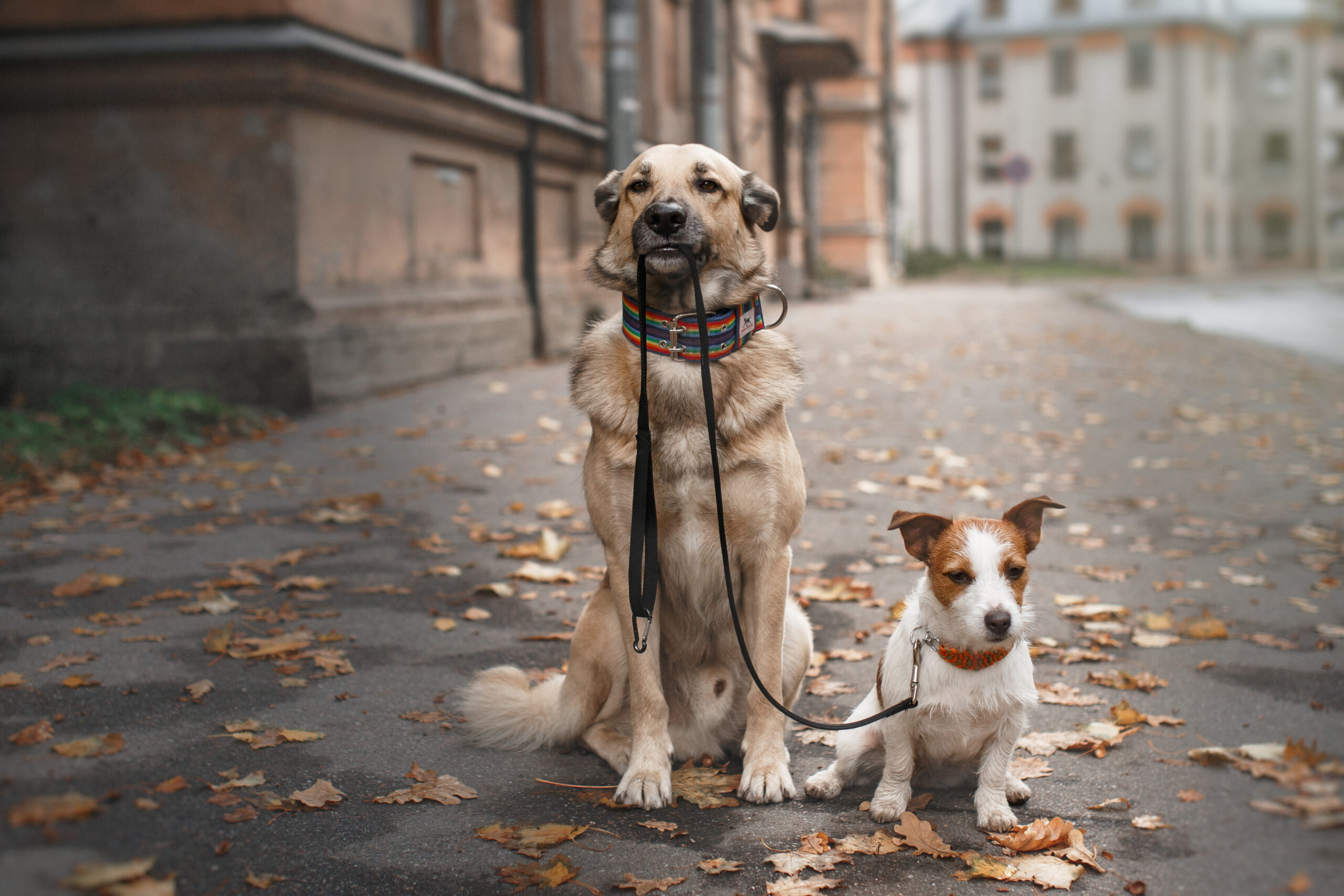 Doggy day care