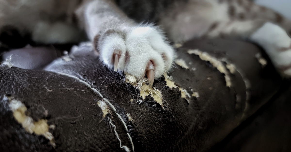 Why Declawing Your Cat Is a Bad Idea • Lemonade Insurance