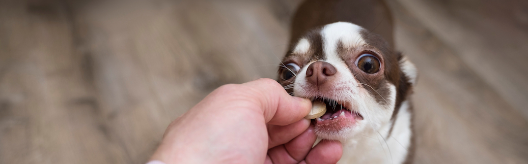 how to give dogs medicine