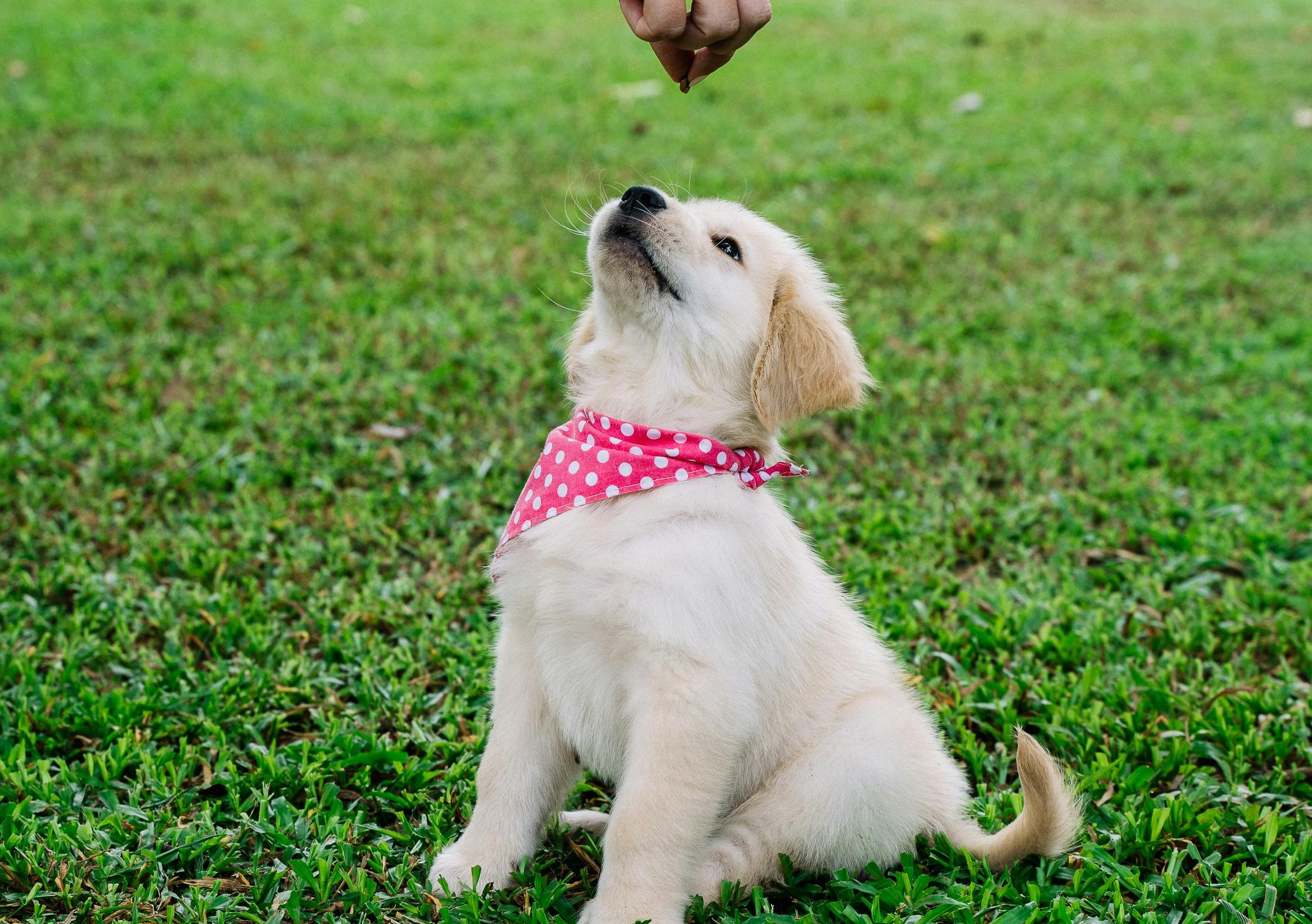 How to potty train a puppy