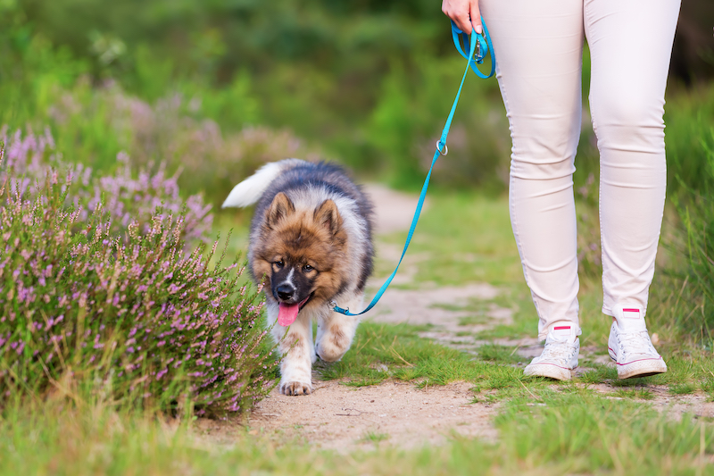 how to potty train a puppy