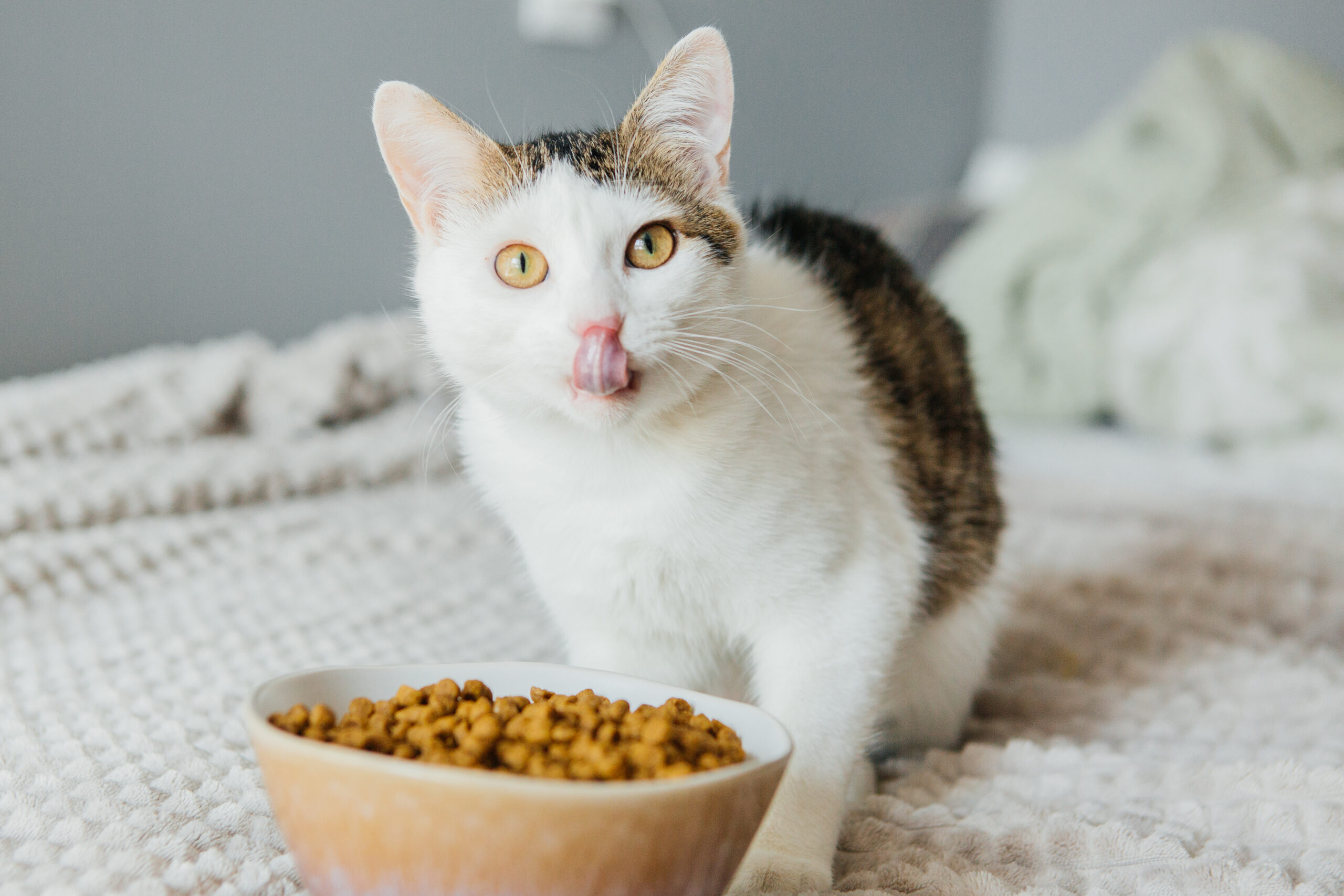 if your cat's eating habits change, it may be a sign of illness