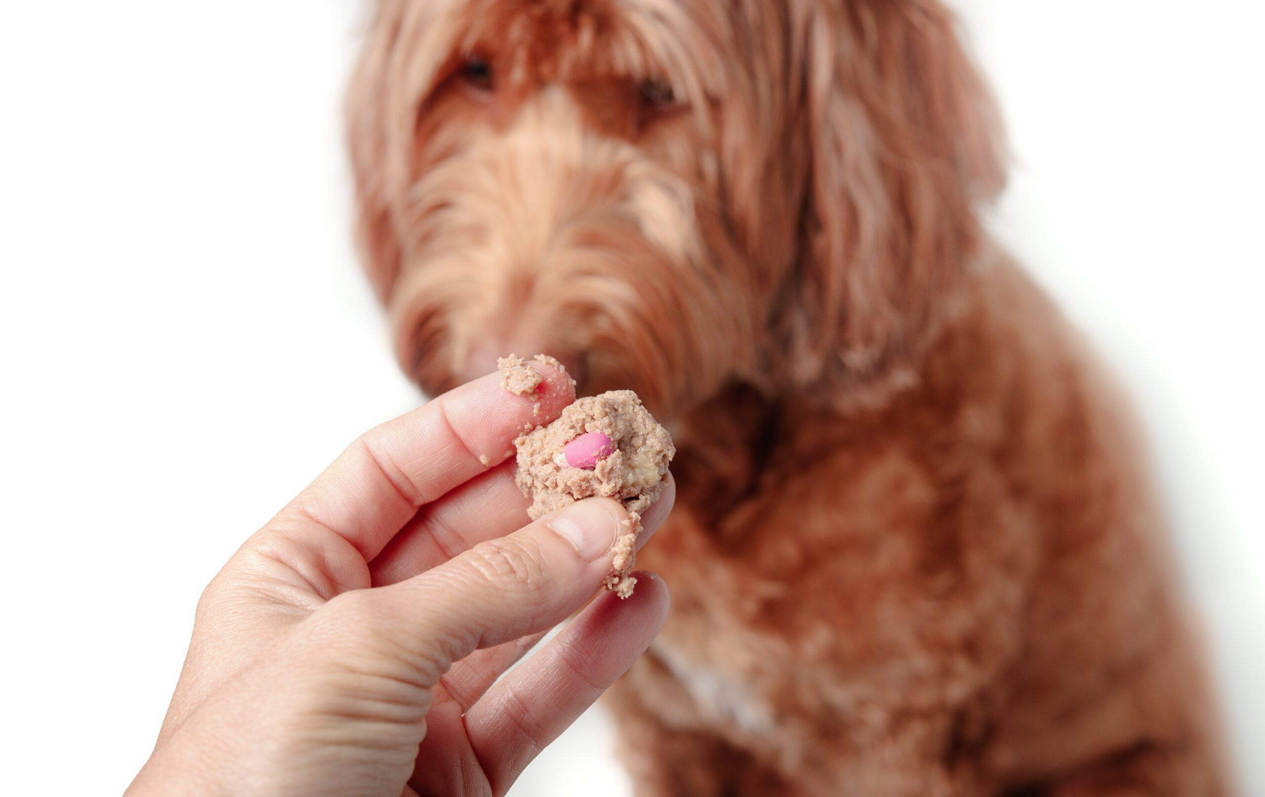 hide your dog's medicine in some wet food