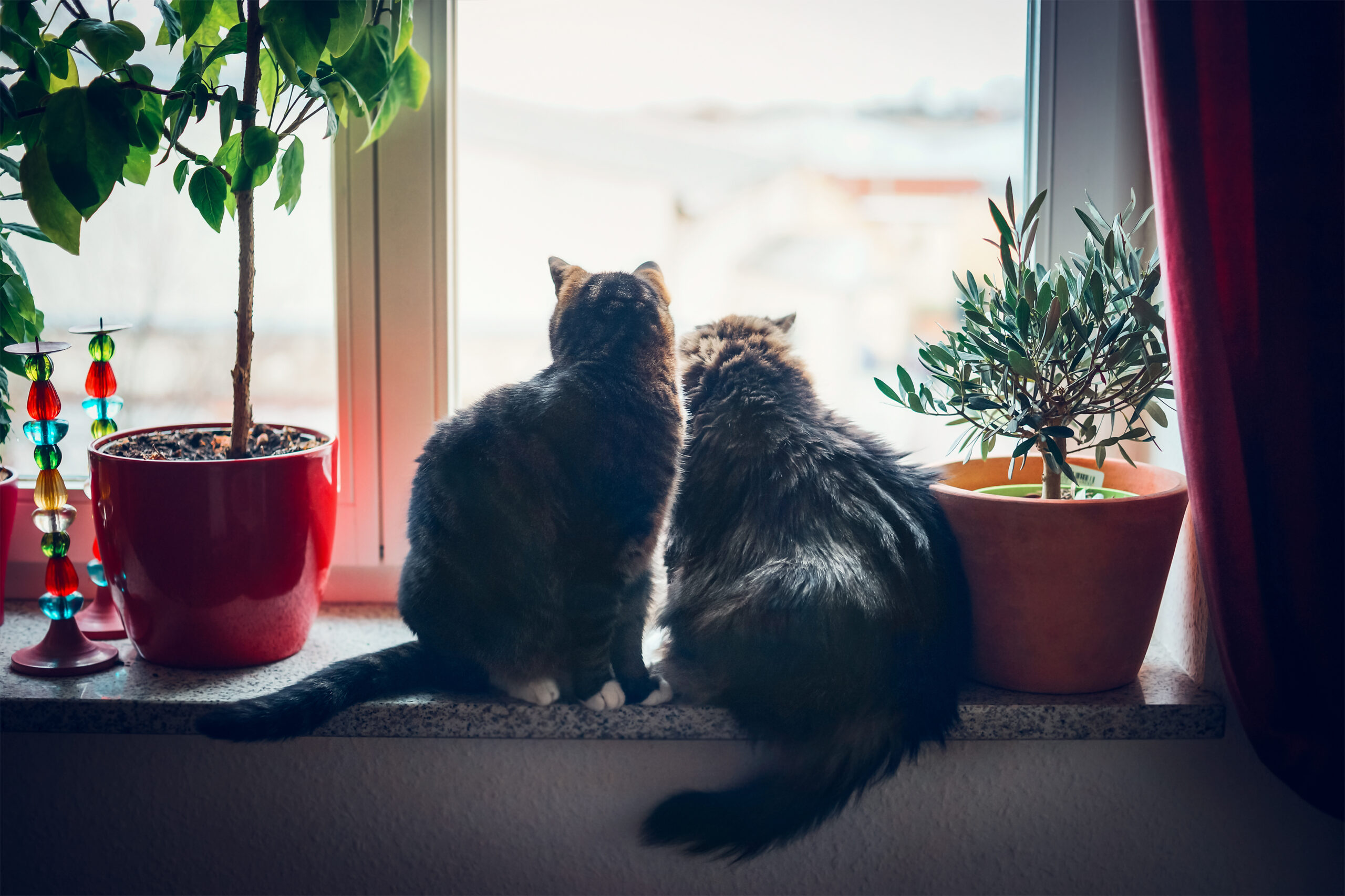 Cats prefer windows to watching TV