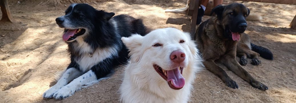 dog park etiquette