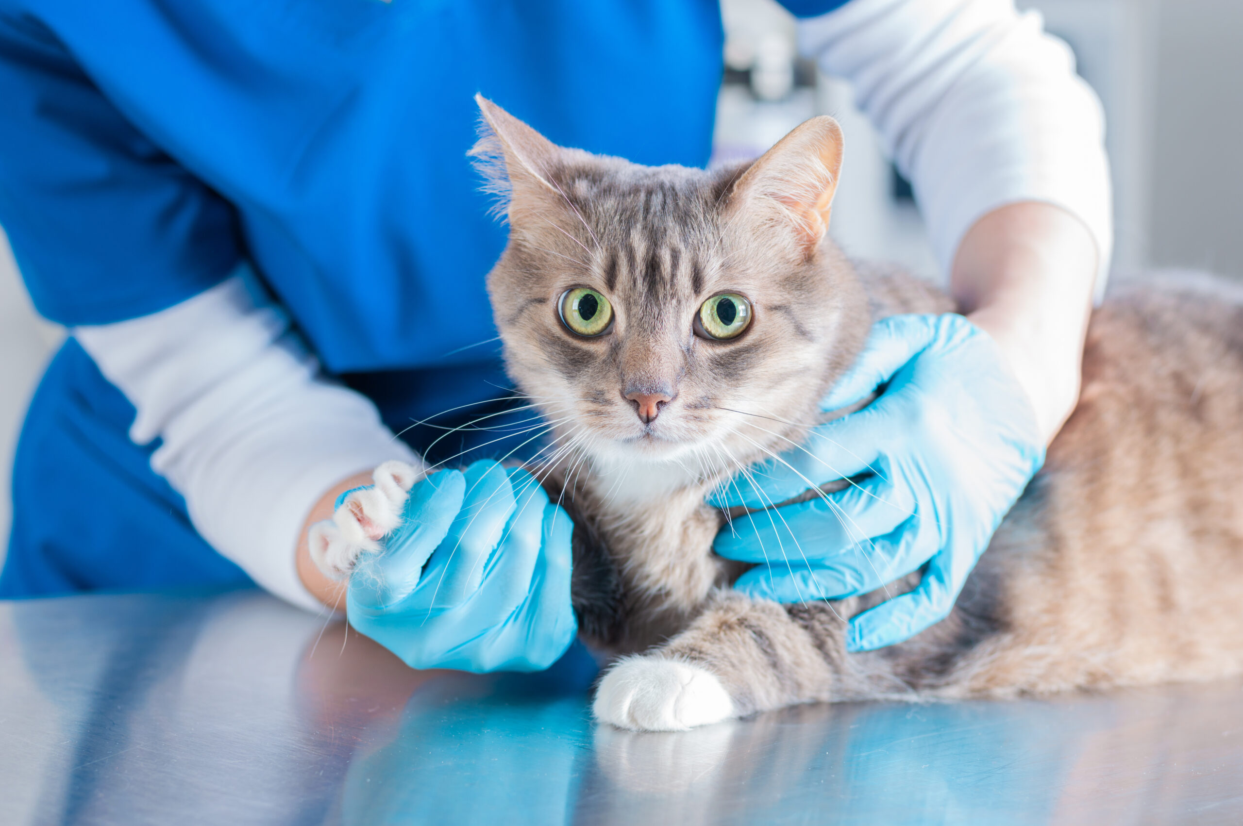 regular check-ups can help keep your cat in good health. 