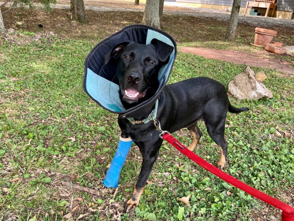 What's the Average Cost of a Dog XRay? • Lemonade Insurance