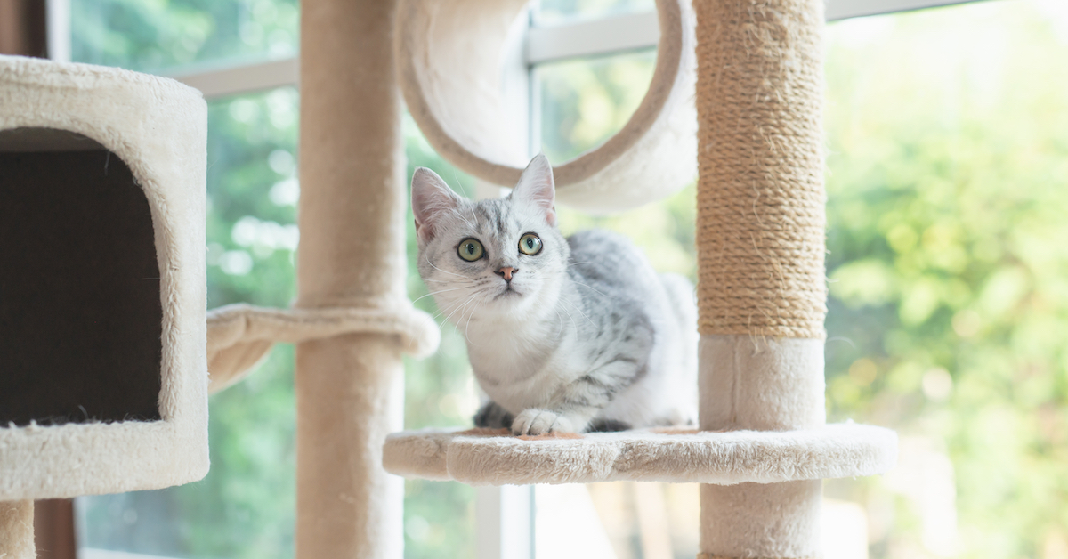 Cat furniture that looks like regular furniture hot sale