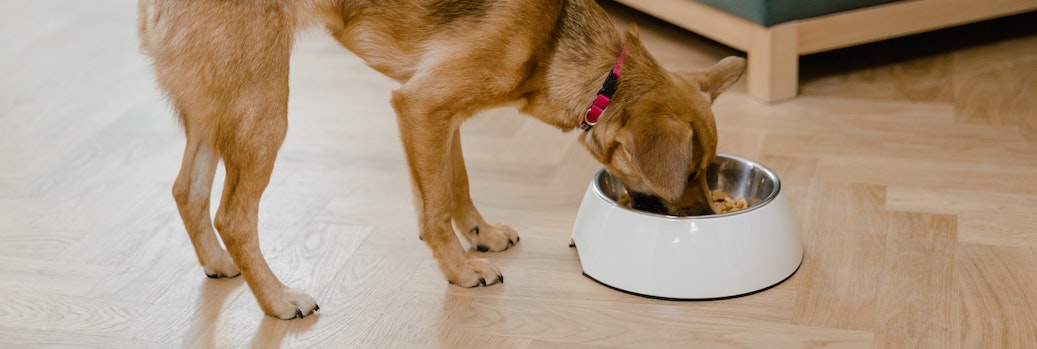 food aggression in dogs
