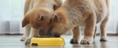How Much Should I Feed My Puppy Lemonade Insurance