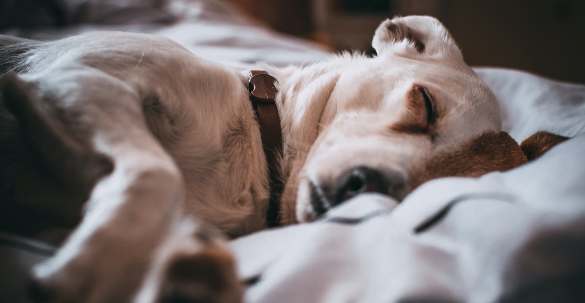 7 Dog Sleeping Positions—And What They Mean • Lemonade Insurance
