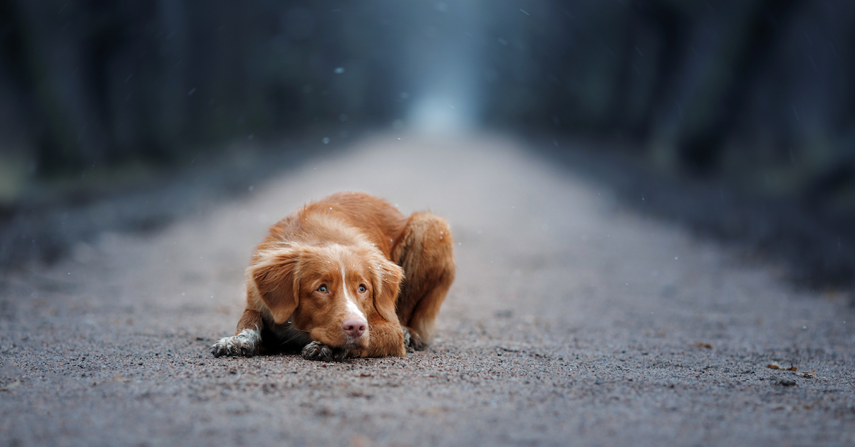 gabapentin dog depression