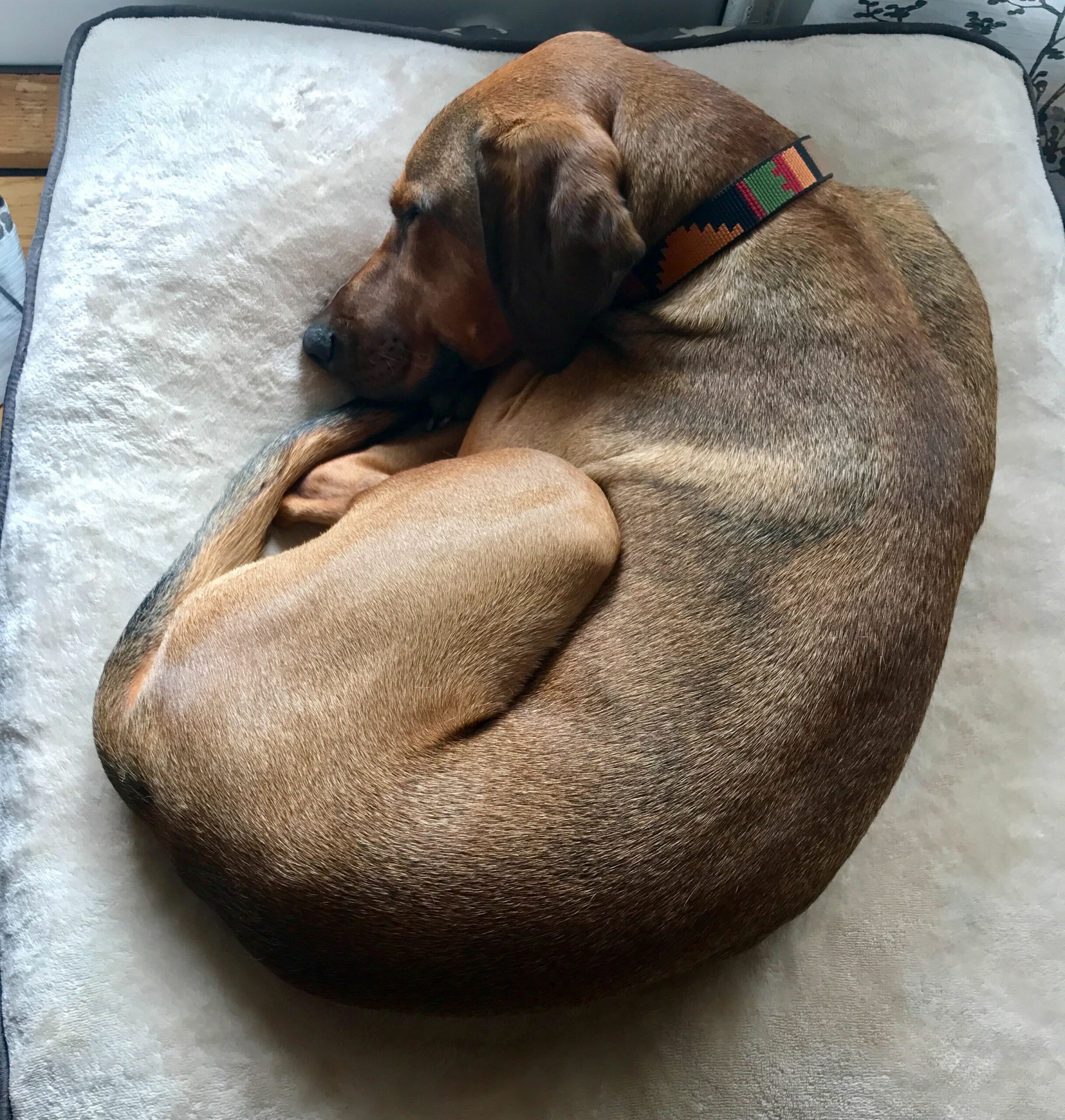 dog sleeping position - donut