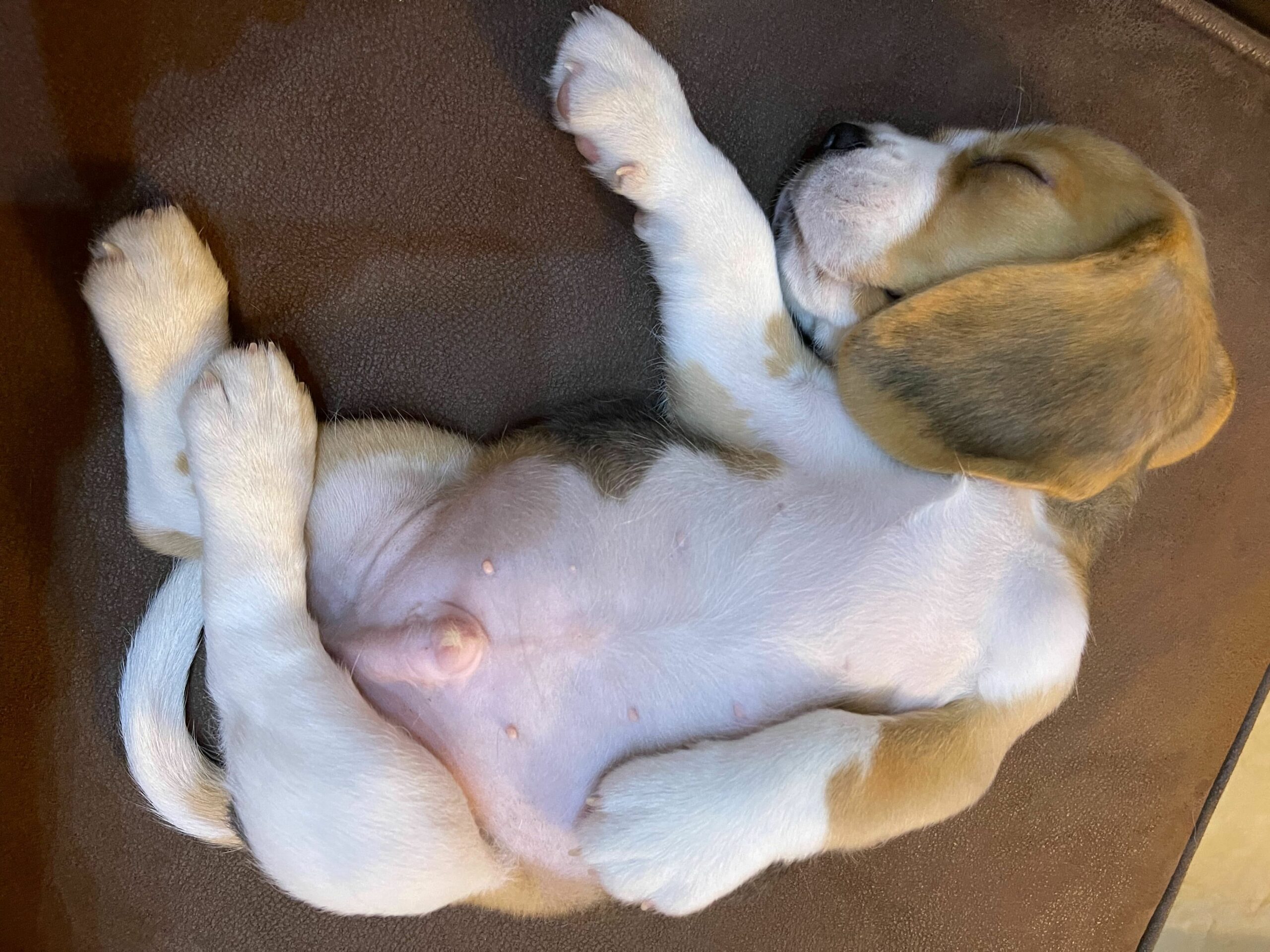 dog sleeping position - on back