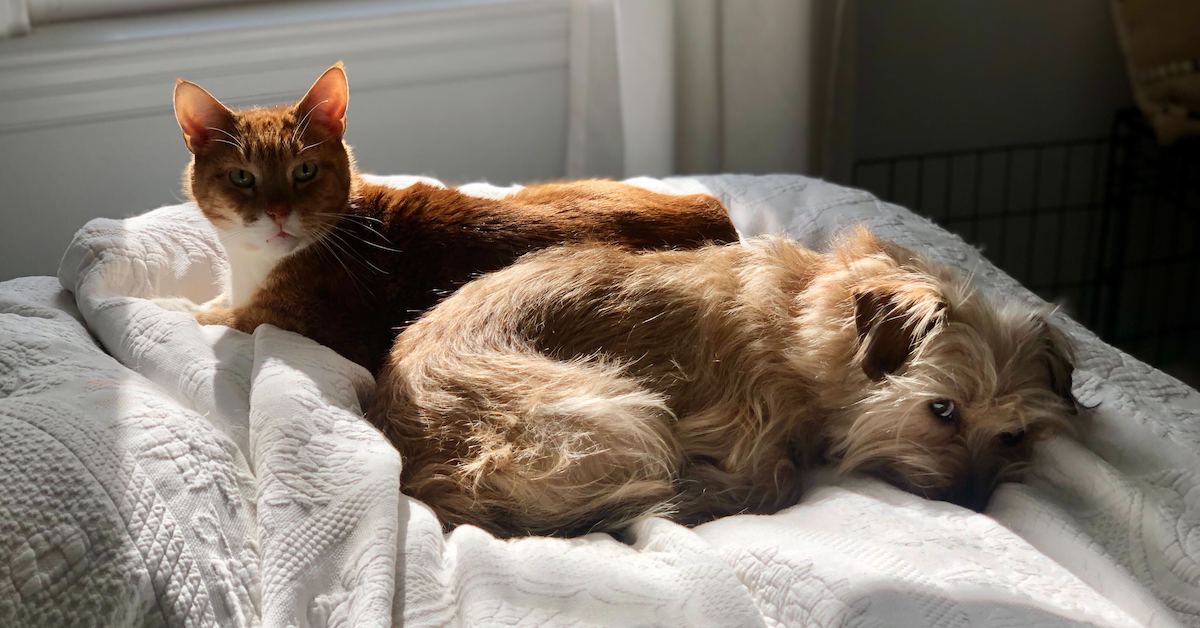 Pet Insurance for Multiple Pets Costs, Claims, & More • Lemonade