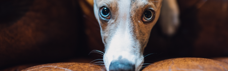 Low cost cataract surgery for dogs hot sale