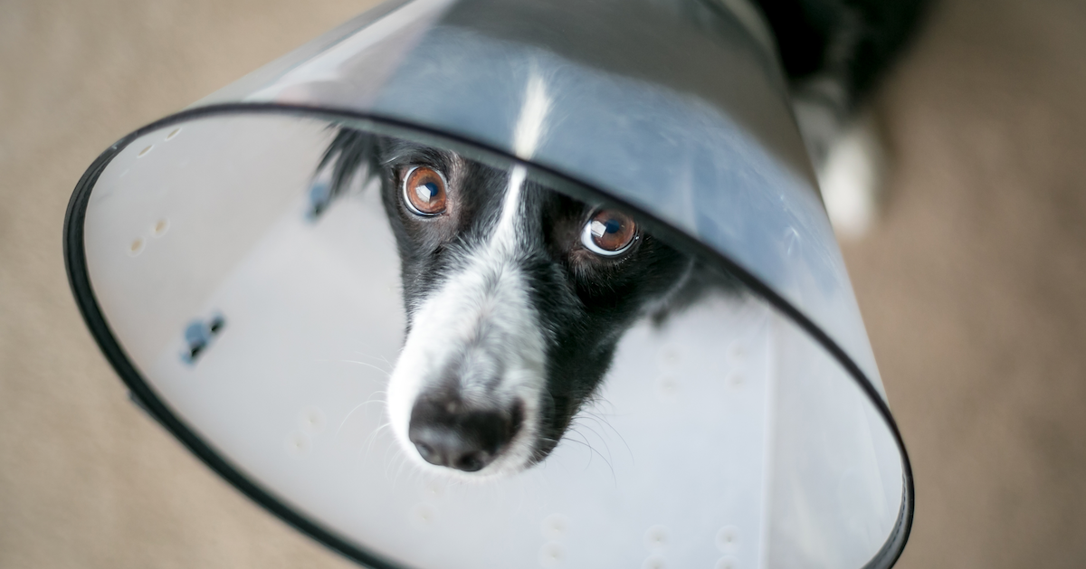 How Much Does a Dog CT Scan Cost? • Lemonade Insurance