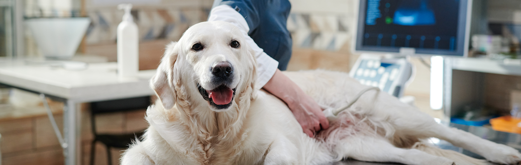 dog ultrasound