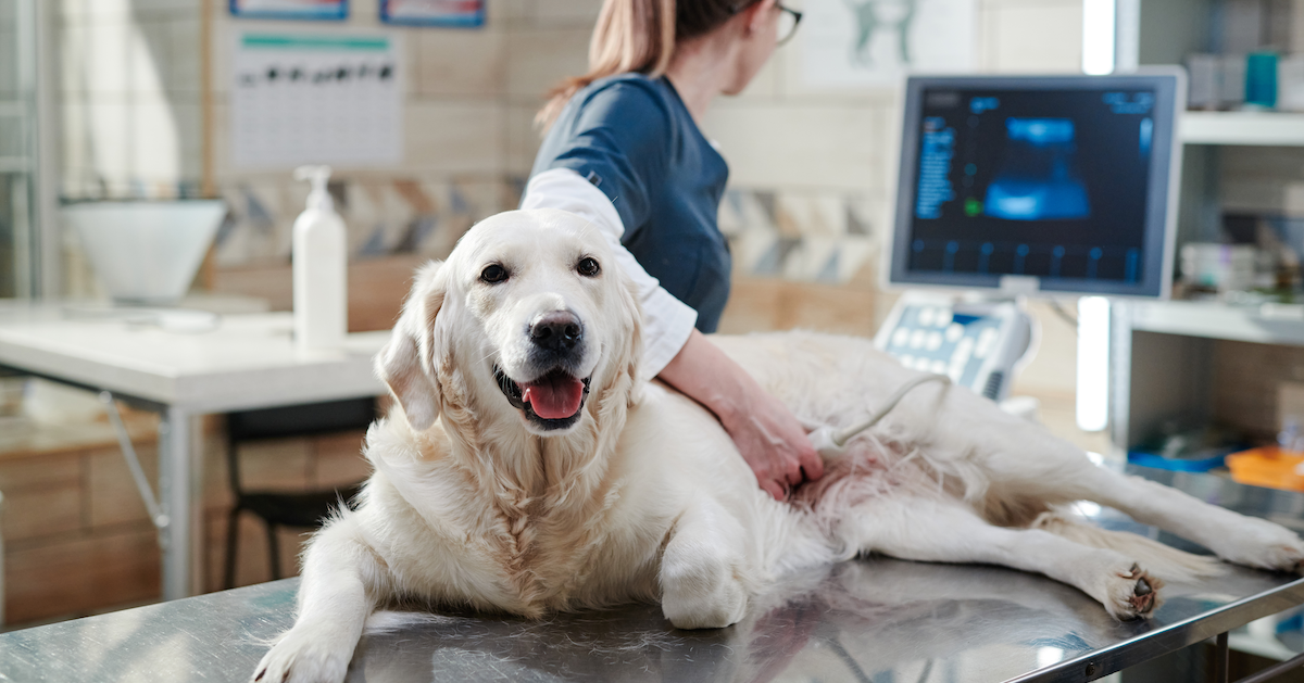 Dog er best sale cost