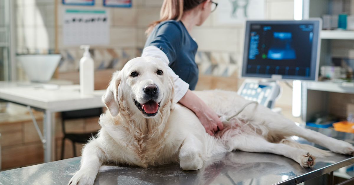 how much does a ultrasound for a dog cost