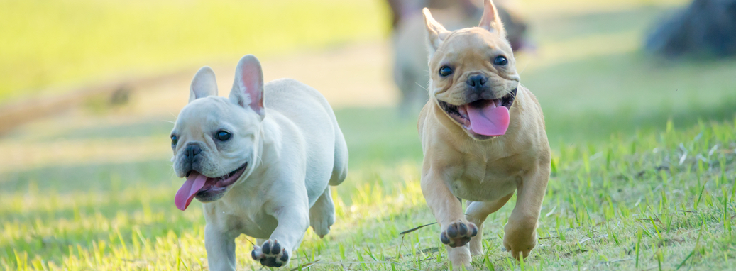 how much does a french bulldog cost