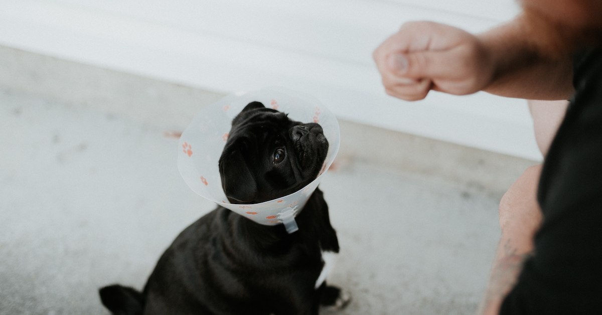 How Much Does Dog Lipoma Removal Cost? • Lemonade Insurance