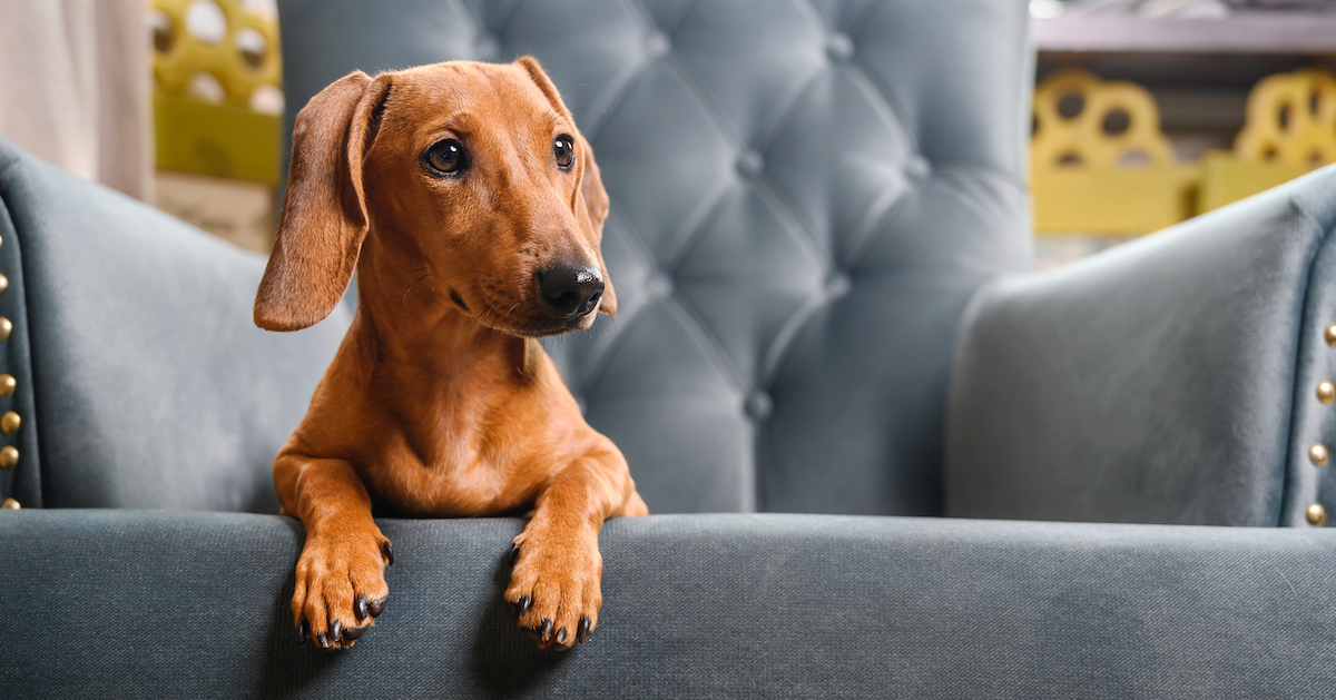 Myelomalacia in Dogs Costs, Care, & More • Lemonade Pet