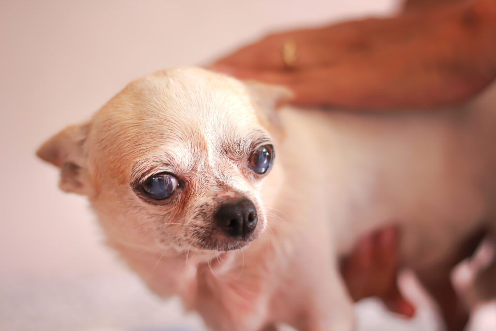 How Much Does Dog Cataract Surgery Cost? 2024 Guide