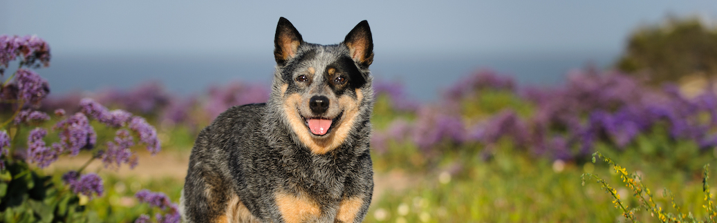 Blue Heeler