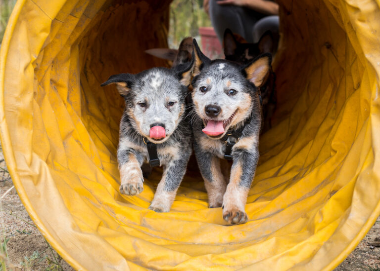 Blue Heeler Dog Breed Information, Pictures, Characteristics & Facts
