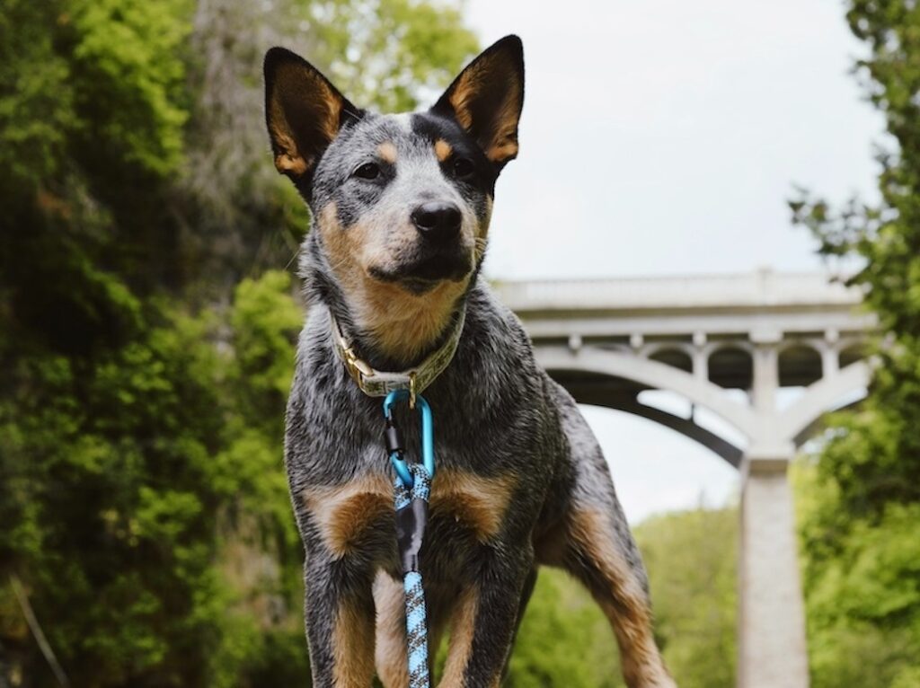 Blue Heeler