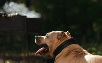 Bbq sauce bad for dogs top