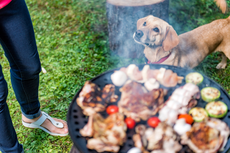 dog bbq safety